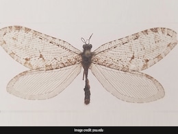 Specimen Of Dinosaur-Era Insect Found On Walmart Building In US Specimen Of Dinosaur-Era Insect Found On Walmart Building In US