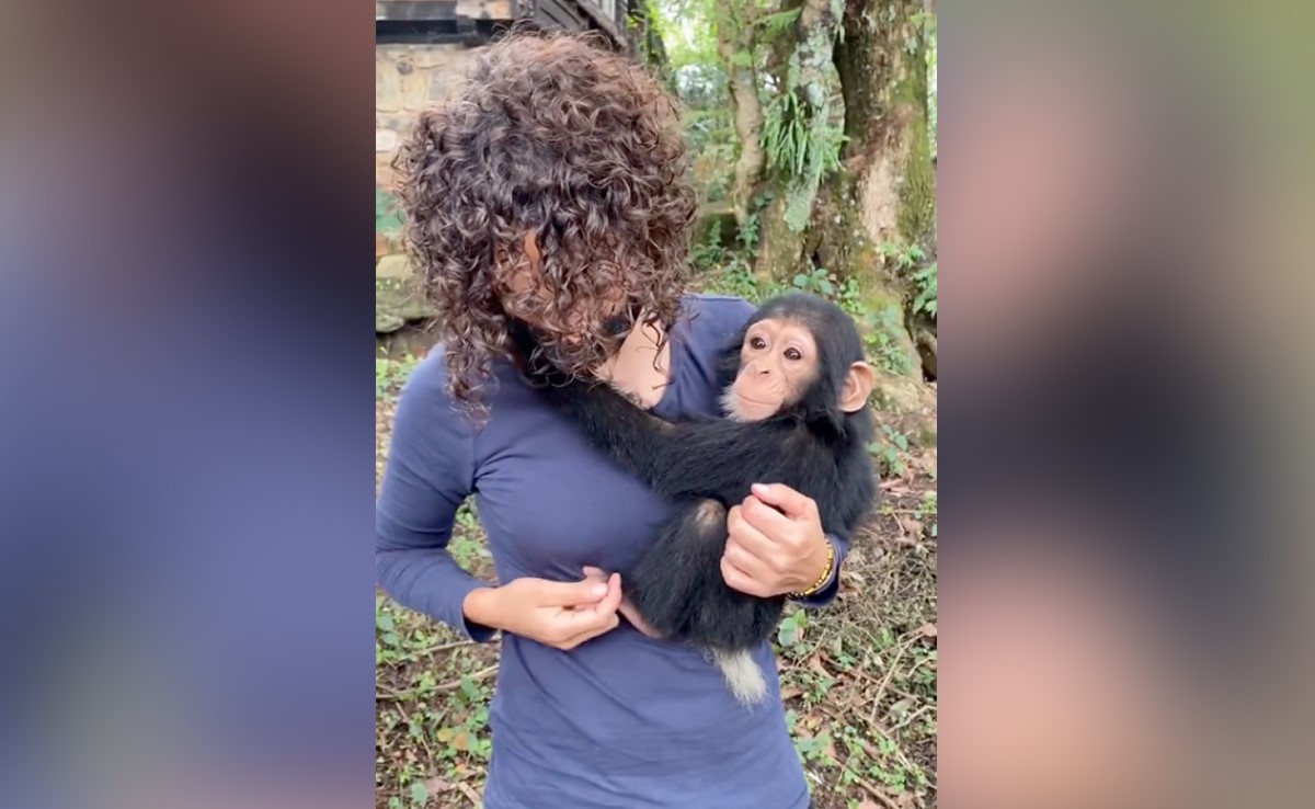 नन्हें चिंपांजी महिला को मां समझ कर चिपक गया, लोगों ने कहा- प्यार की कोई भाषा नहीं होती है