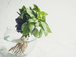 5 Healthy And Interesting Ways To Add Basil To Your Daily Diet
