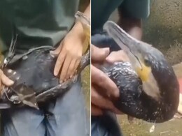 VIDEO: बत्तख ने गटक ली पूरी की पूरी बोतल, वक्त रहते शख्स ने इस तरह बचाई जान! VIDEO: बत्तख ने गटक ली पूरी की पूरी बोतल, वक्त रहते शख्स ने इस तरह बचाई जान!