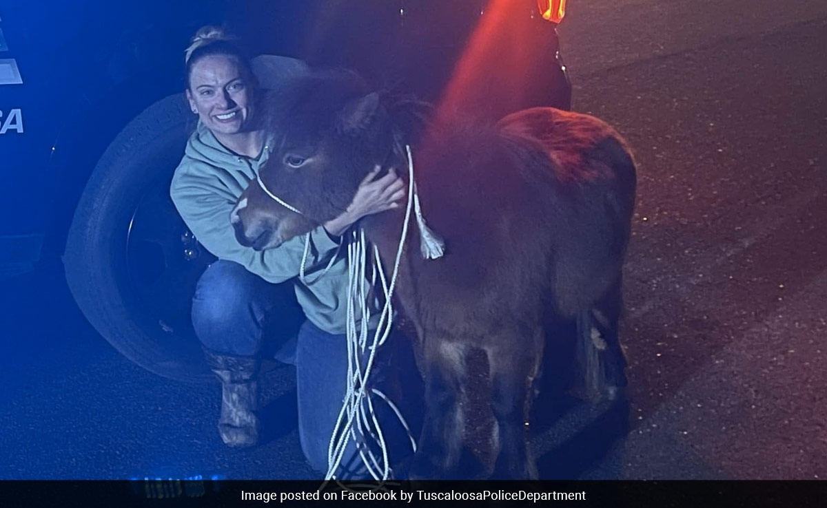 Miniature Horse Leads US Police On Low-Speed Chase For 2 Hours
