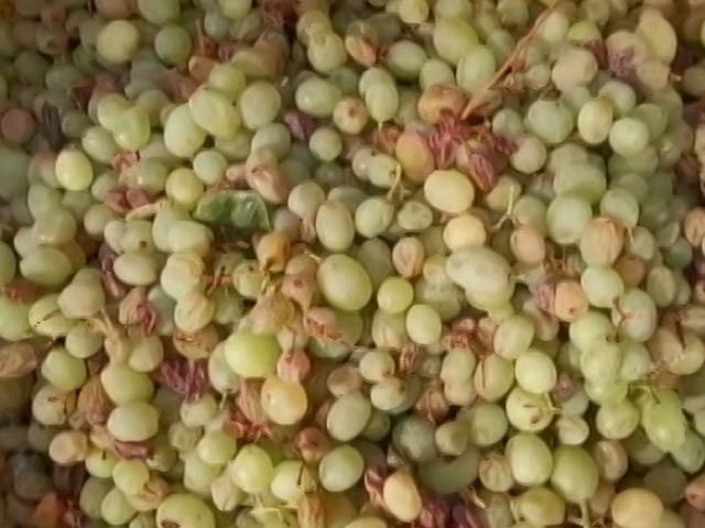 Crops Damaged In Maharashtra After Unseasonal Rains