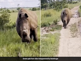 Watch: Angry Rhino Charges At Tourist Jeep In South Africa, Chases It For Over 1 Km Watch: Angry Rhino Charges At Tourist Jeep In South Africa, Chases It For Over 1 Km