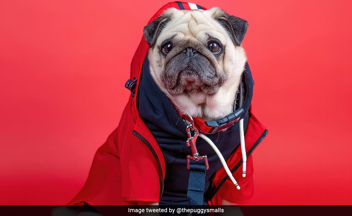 Puggy Smalls: A Pet Dog More Famous Than Many Social Media Influencers
