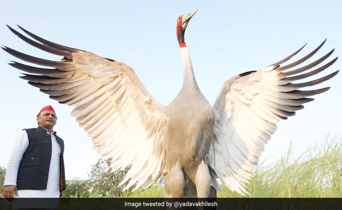 Akhilesh Yadav Attacks UP Government Over Sarus Crane "Missing" From Sanctuary