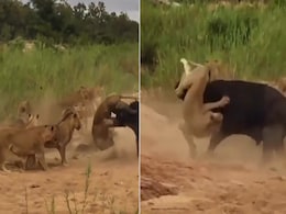 VIDEO: शेरों के झुंड से अकेला भिड़ गया भैंसा, लगाया ऐसा दांव कि जंगल के राजा को भी कर दिया 'चारो खाने चित्त' VIDEO: शेरों के झुंड से अकेला भिड़ गया भैंसा, लगाया ऐसा दांव कि जंगल के राजा को भी कर दिया 'चारो खाने चित्त'