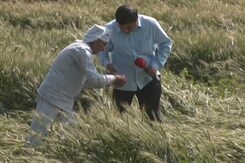 Unseasonal Rainfall Damages Crop, UP Farmer Suffers Heavy Loss Unseasonal Rainfall Damages Crop, UP Farmer Suffers Heavy Loss