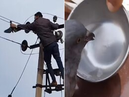 VIDEO: बेजुबान को बचाने के लिए शख्स ने लगा दी जान की बाजी, बिजली के ट्रांसफार्मर पर चढ़कर बचाई कबूतर की जान VIDEO: बेजुबान को बचाने के लिए शख्स ने लगा दी जान की बाजी, बिजली के ट्रांसफार्मर पर चढ़कर बचाई कबूतर की जान