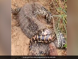 कोमोडो ड्रैगन और अजगर में हुई जानलेवा Fight, ड्रैगन से लिपट गया सांप, जानवर ने जबड़े में भरा Python का मुंह और फिर... कोमोडो ड्रैगन और अजगर में हुई जानलेवा Fight, ड्रैगन से लिपट गया सांप, जानवर ने जबड़े में भरा Python का मुंह और फिर...
