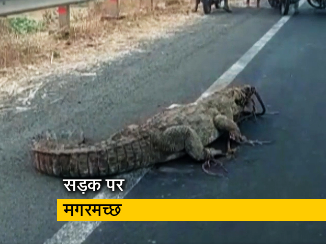 कर्नाटक में सड़क पर दिखा खतरनाक मगरमच्छ