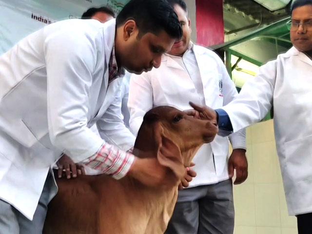 First Cloned Calf Of Gir Cow Breed Named Ganga
