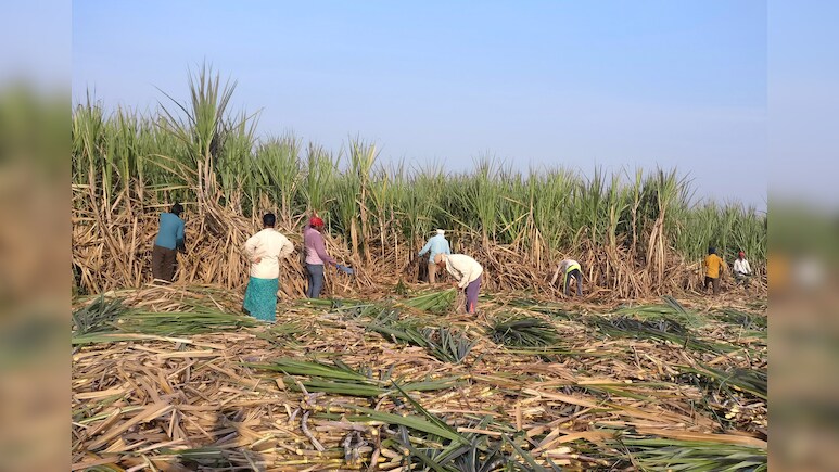 Over 2 Dozen Sugar Mills Close Early In Maharashtra, To Affect Exports