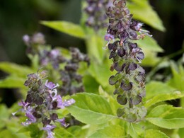 तुलसी के पत्ते रोज खाना सेहत के लिए नुकसानदायक? जानिए कब खाएं और सही तरीका क्या है