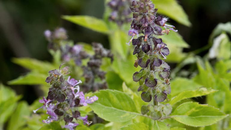 तुलसी के पत्ते रोज खाना सेहत के लिए नुकसानदायक? जानिए कब खाएं और सही तरीका क्या है