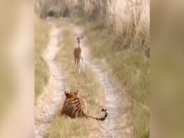 VIDEO: खुद ब खुद शिकारी के सामने आ गया शिकार, टाइगर को देख हिरण की हुई हालत खराब VIDEO: खुद ब खुद शिकारी के सामने आ गया शिकार, टाइगर को देख हिरण की हुई हालत खराब