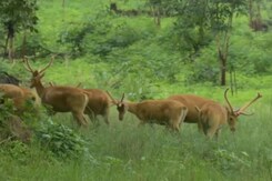 19 Reindeer Shifted To Bandhavgarh From Kanha National Park 19 Reindeer Shifted To Bandhavgarh From Kanha National Park