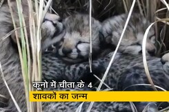 'मामा' के राज्य में नए मेहमान,चार नन्हें चीतों का जन्म 'मामा' के राज्य में नए मेहमान,चार नन्हें चीतों का जन्म