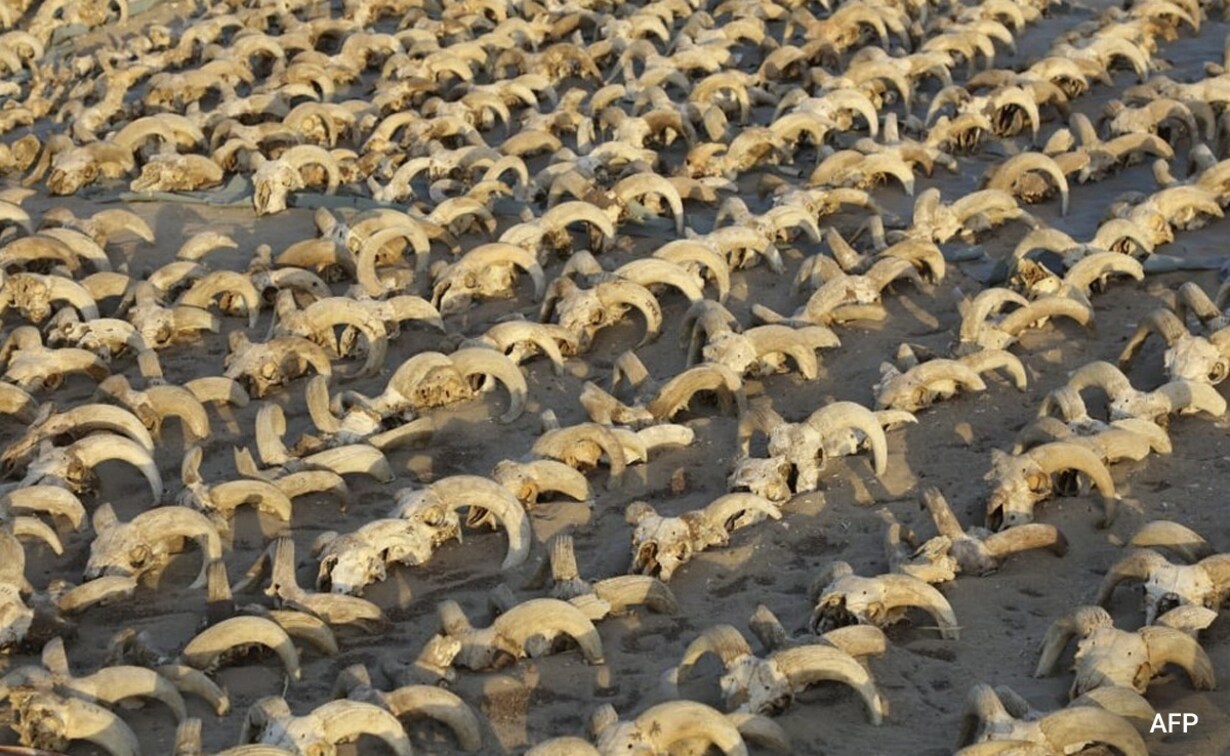 Over 2,000 Mummified Sheep Heads Unearthed In Egypt Temple