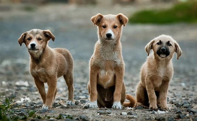 Supreme Court's Order To Remove All Stray Dogs Triggers Heated Debate Online
