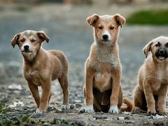 Supreme Court's Order To Remove All Stray Dogs Triggers Heated Debate Online