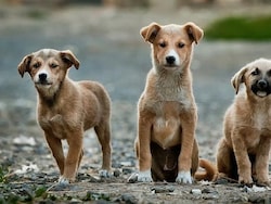 82% Human-Stray Dog Encounters In India &quot;Neutral&quot;: Research