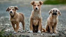 65,000 Dog Bite Cases In 3 Years, Over 1 Lakh Sterilised: Pune Minister