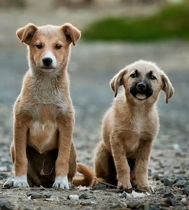 Supreme Court's Order To Remove All Stray Dogs Triggers Heated Debate Online