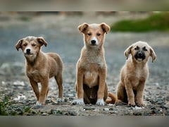 82% Human-Stray Dog Encounters In India 