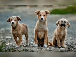 Stray Dogs Sense Fear, May Attack People Who Are Scared: Top Court