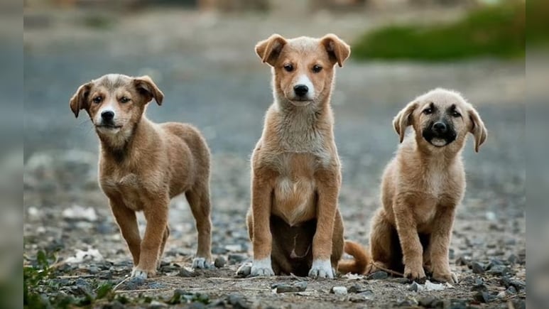 Stray Dogs Sense Fear, May Attack People Who Are Scared: Top Court