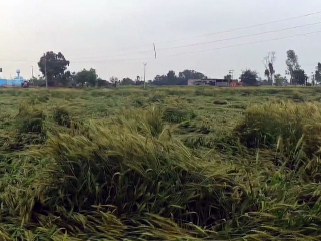 एफसीआई का ऐलान, गेहूं निर्यात पर प्रतिबंध जारी रहेगा