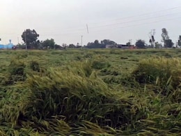 बेमौसम बारिश और ओलावृष्टि से किसानों को भारी नुकसान, यूपी के कई जगहों पर गेहूं की 75 फीसदी फसल बर्बाद बेमौसम बारिश और ओलावृष्टि से किसानों को भारी नुकसान, यूपी के कई जगहों पर गेहूं की 75 फीसदी फसल बर्बाद