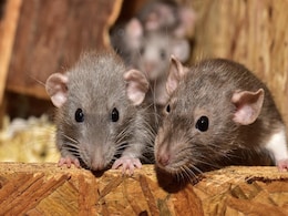 New York City Rats Can Carry Covid Variants, New Study Finds New York City Rats Can Carry Covid Variants, New Study Finds