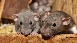 Hantavirus Outbreak: Understanding The Virus Behind Recent Fatalities In California
