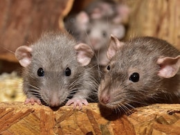 Hantavirus Outbreak: Understanding The Virus Behind Recent Fatalities In California Hantavirus Outbreak: Understanding The Virus Behind Recent Fatalities In California