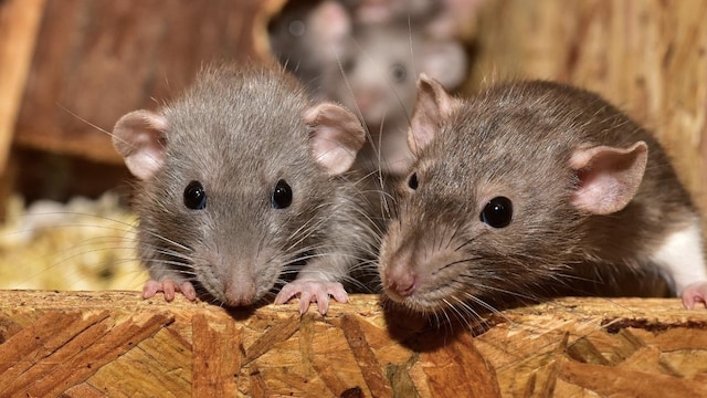 Hantavirus Outbreak: Understanding The Virus Behind Recent Fatalities In California