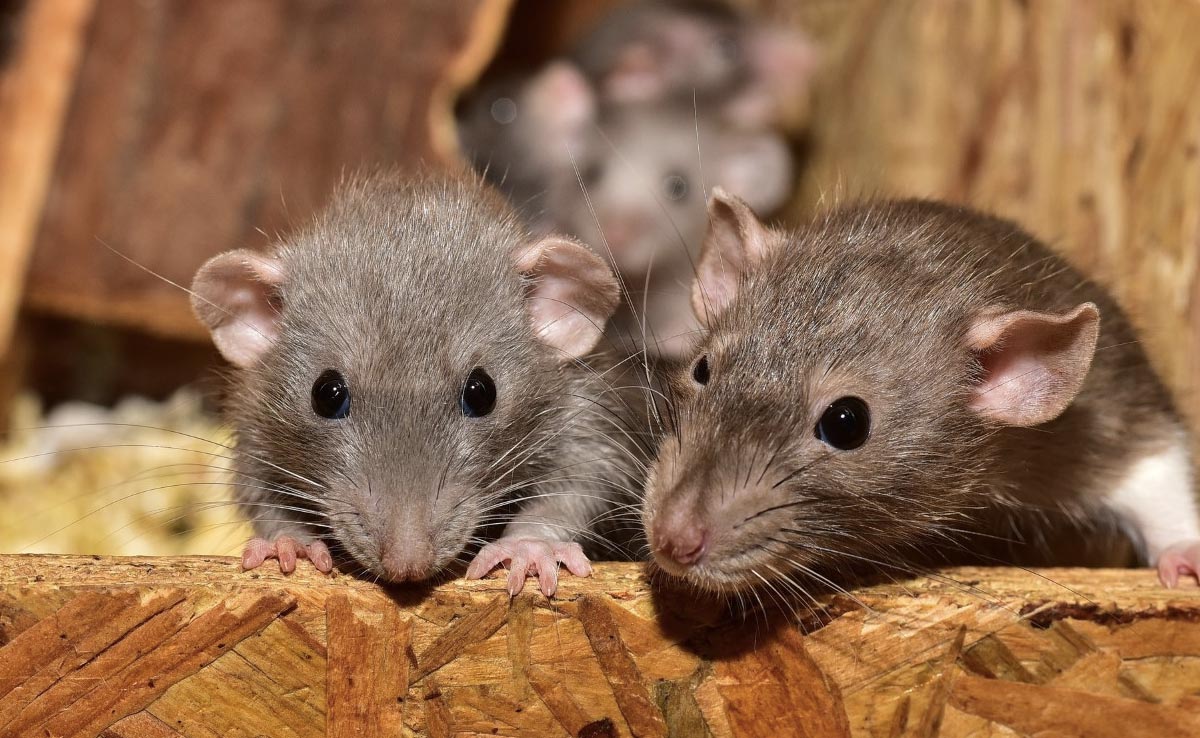 Hantavirus Outbreak: Understanding The Virus Behind Recent Fatalities In California
