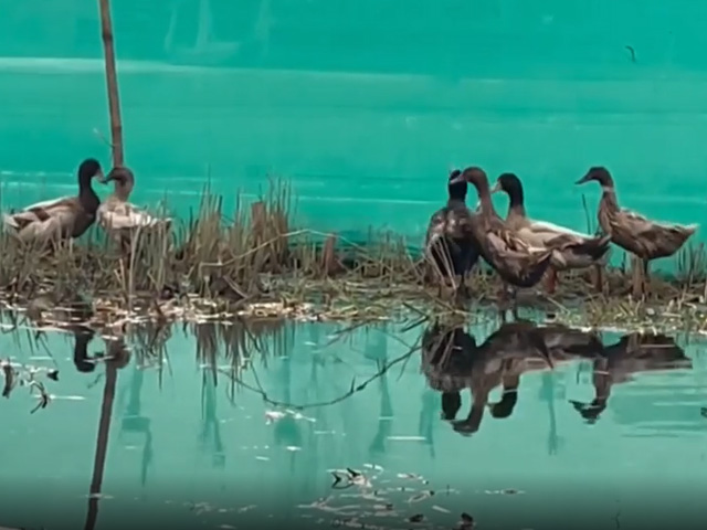Man Sets UP "Bird Forest" In Dal Lake In Memory Of His Mother