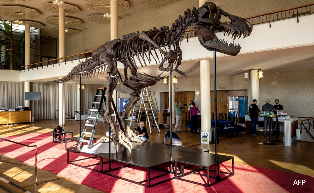 67-Million-Year Old T-Rex On Show Ahead Of Zurich Auction