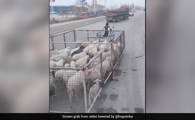 भेड़ों के झुंड को एकसाथ ले जाने के लिए शख्स ने किया धांसू जुगाड़, लगाई ऐसी तकनीक, हर्ष गोयनका भी हो गए फैन