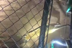 Tigress Translocated To Rajasthan's Sariska Reserve To Sustain Tiger Population Tigress Translocated To Rajasthan's Sariska Reserve To Sustain Tiger Population