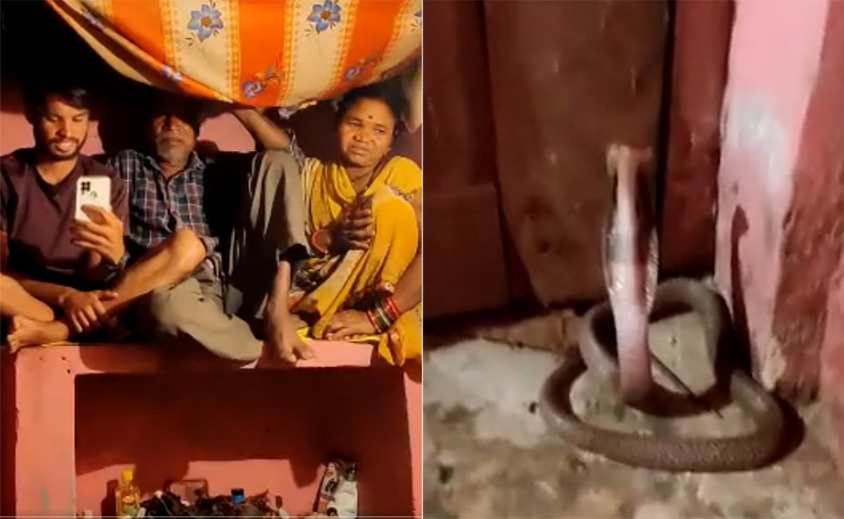 जिद्दी कोबरा की जिद के आगे ना चली परिवार की मनमानी, दरवाजे पर फन फैला कर खड़ा रहा, घर वाले अलमारी पर रहे