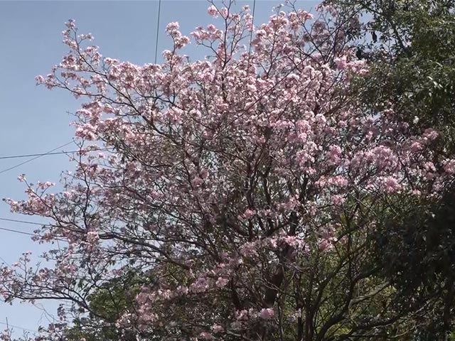 जी-20 शिखर सम्मेलन : दिल्ली की सड़कों को फूलों के 6.75 लाख गमलों से सजाया जाएगा