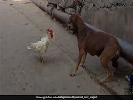 मुर्गे और कुत्ते के बीच हुई जबरदस्त फाइट, कुत्ते ने पटका तो गुस्साए मुर्गे ने जो किया, देखकर आप भी डर जाएंगे मुर्गे और कुत्ते के बीच हुई जबरदस्त फाइट, कुत्ते ने पटका तो गुस्साए मुर्गे ने जो किया, देखकर आप भी डर जाएंगे