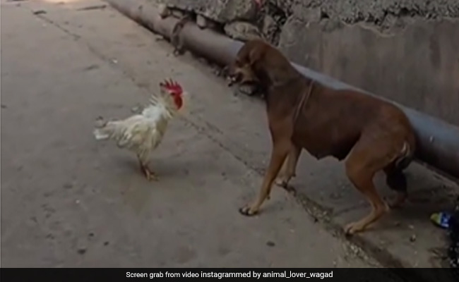 मुर्गे और कुत्ते के बीच हुई जबरदस्त फाइट, कुत्ते ने पटका तो गुस्साए मुर्गे ने जो किया, देखकर आप भी डर जाएंगे
