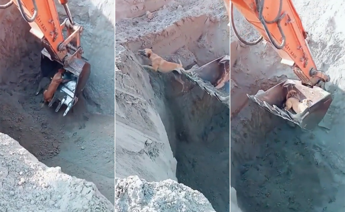 गड्ढे में गिरे झटपटाते बेजुबान की मदद के लिए पहुंची JCB, बाहर निकलते ही डॉगी ने इस तरह जताया आभार!