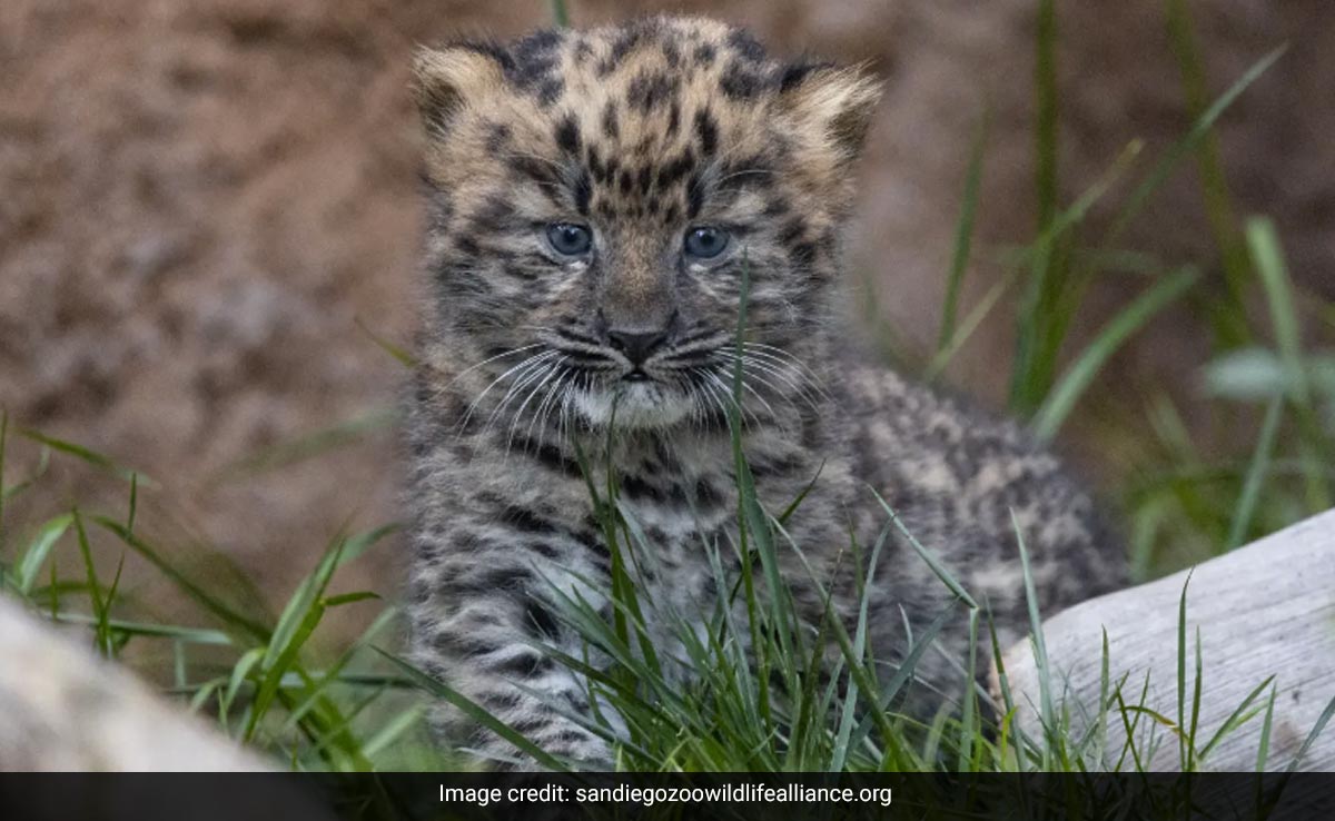 ''Glimmer Of Hope'': Critically Endangered Twin Amur Leopard Cubs Born At US Zoo