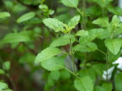 इन 5 लोगों को भूलकर भी नहीं खाना चाहिए खाली पेट तुलसी के पत्ते, नहीं तो पड़ सकता है पछताना