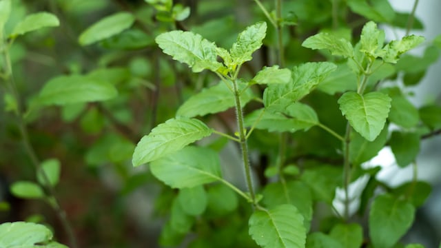 Tulsis antibacterial and anti-inflammatory properties