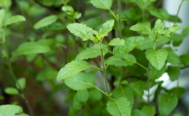 Tulsis antibacterial and anti-inflammatory properties